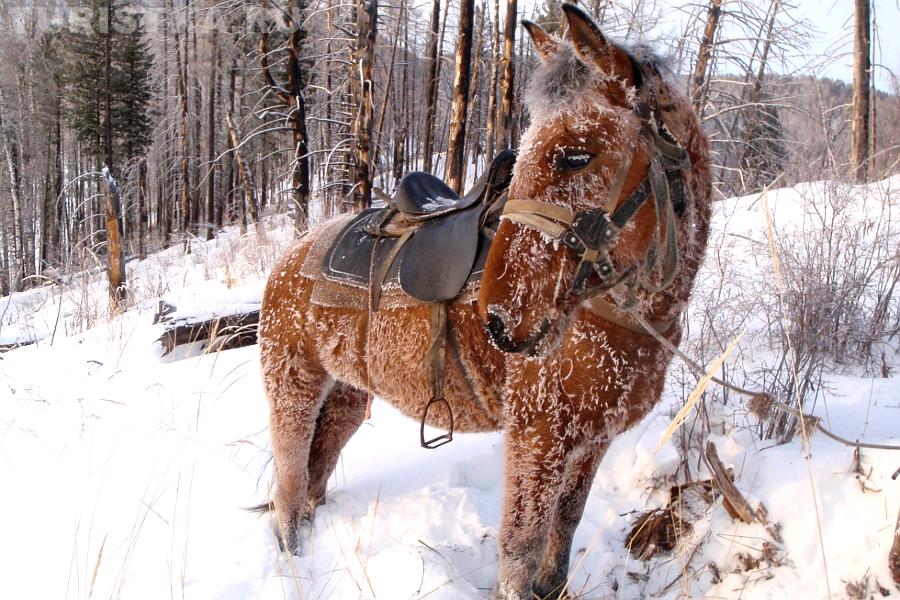 Зимняя сказка Алтая - конные прогулки с проживанием в сельском доме