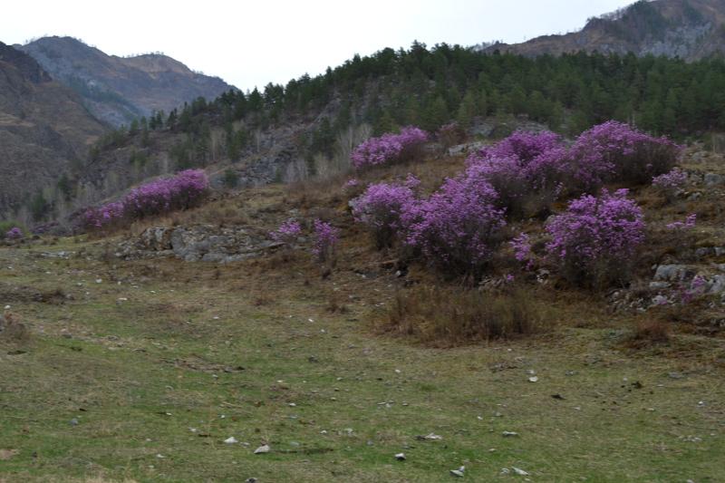 Цветение маральника 2015 в Чемальском районе
