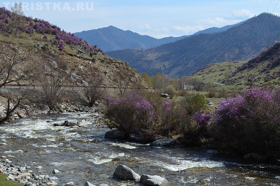 Цветет маральник на склонах гор и у реки Б. Ильгумень за Чике-Таманом 2015