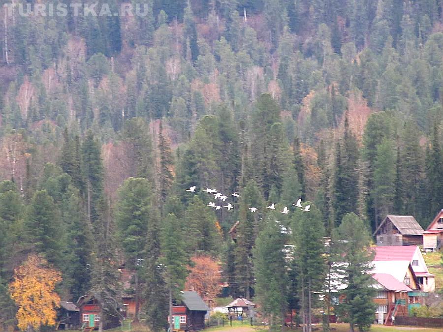 Перелет лебедей на праздник Покрова