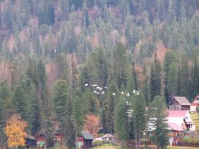Отдых на Алтае : Базы на Телецком озере : Отель «Приют горнолыжника» : Перелет лебедей на праздник Покрова
