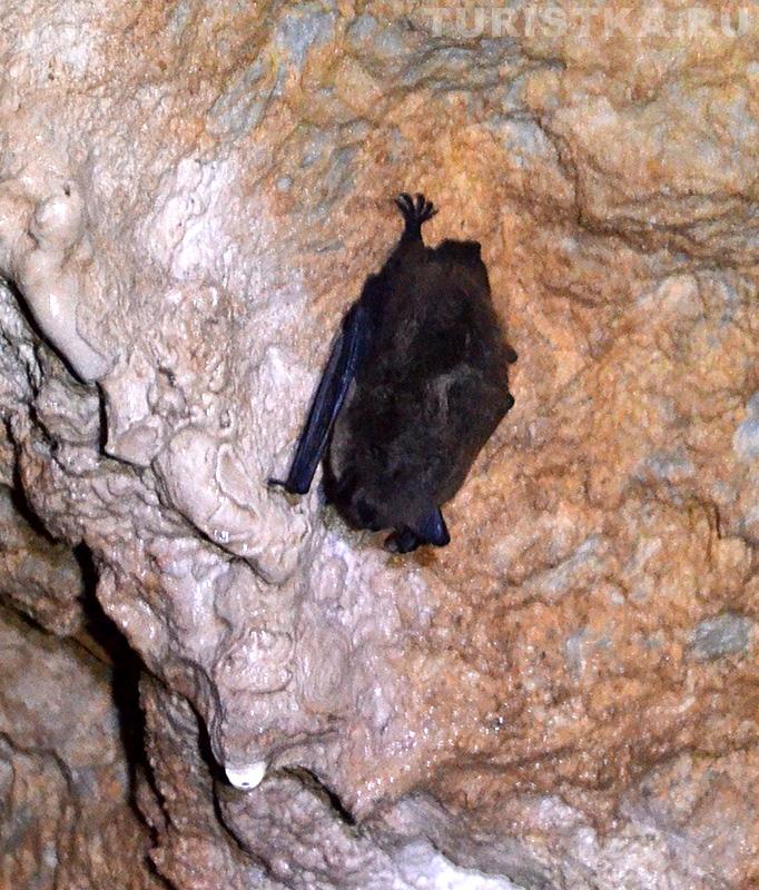 Летучая мышка на стене пещеры