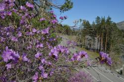 Отдых на Алтае : Праздник «Цветение маральника» : Цветущий маральник 