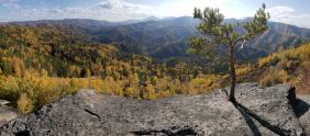 Фотоконкурс Золотая осень на Алтае 2020.Одинокая сосна и панорамный вид с г. Круглая, близ Белокурихи. Дата: 04.10.2020