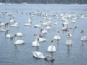 Алтайский край : Лебединое озеро : Лебеди на Лебедином озере