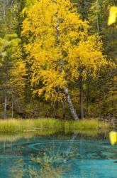 Золотая осень 2023 - Гейзеровое озеро