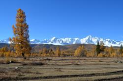 Северо-Чуйский хребет : Снежные вершины на фоне осеннего леса
