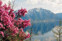 Цветение маральника на Телецком озере 