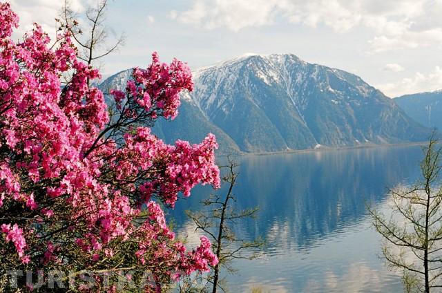 Цветение маральника на Телецком озере 