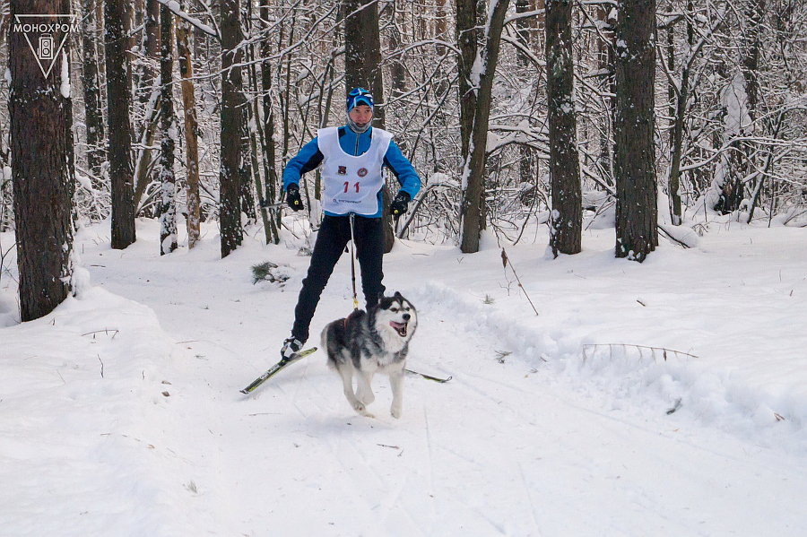 Эдуард Андрецов, Кемерово, скиджоринг, 50 км, 2 собаки