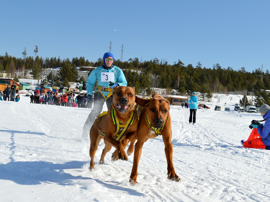 Марина Балышева, Иркутск, скиджоринг, 25 км, 2 собаки