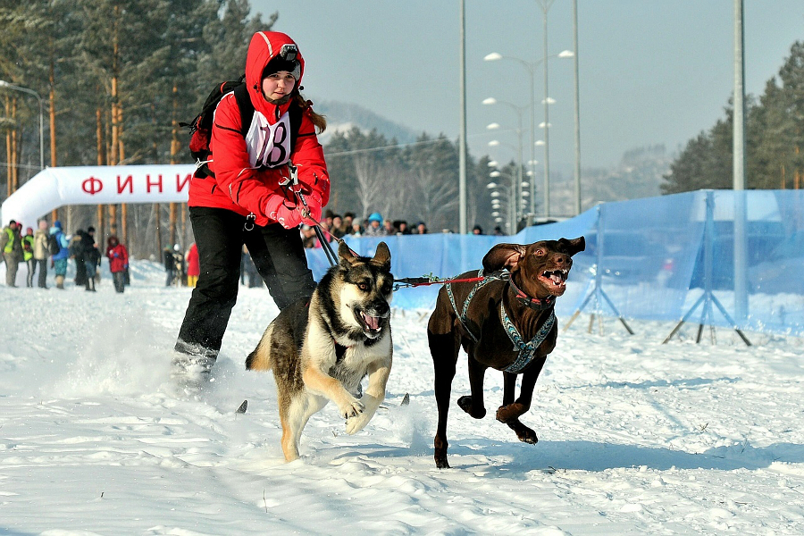 Ольга Разенкова, Барнаул, скиджоринг, 25 км, 2 собаки