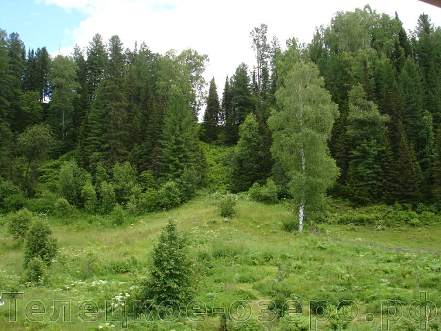 Лес рядом с усадьбой