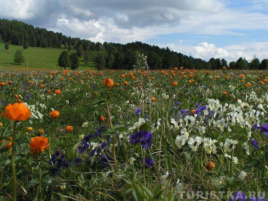 Альпийский луг