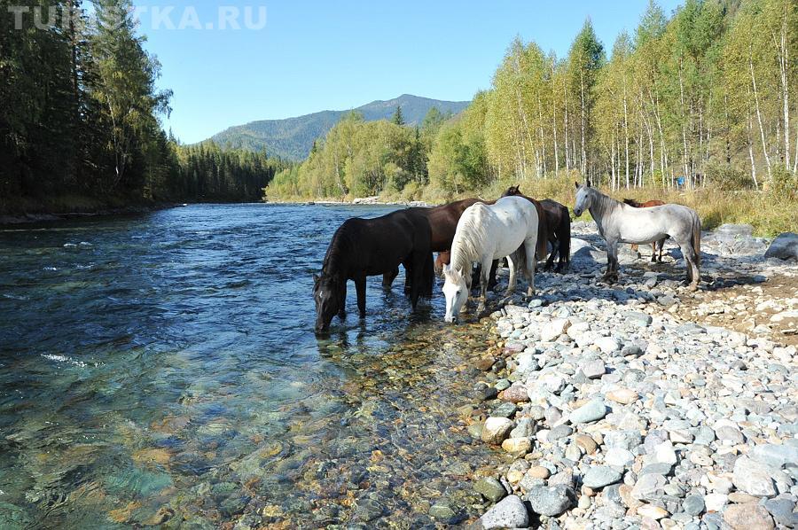 На Самульте