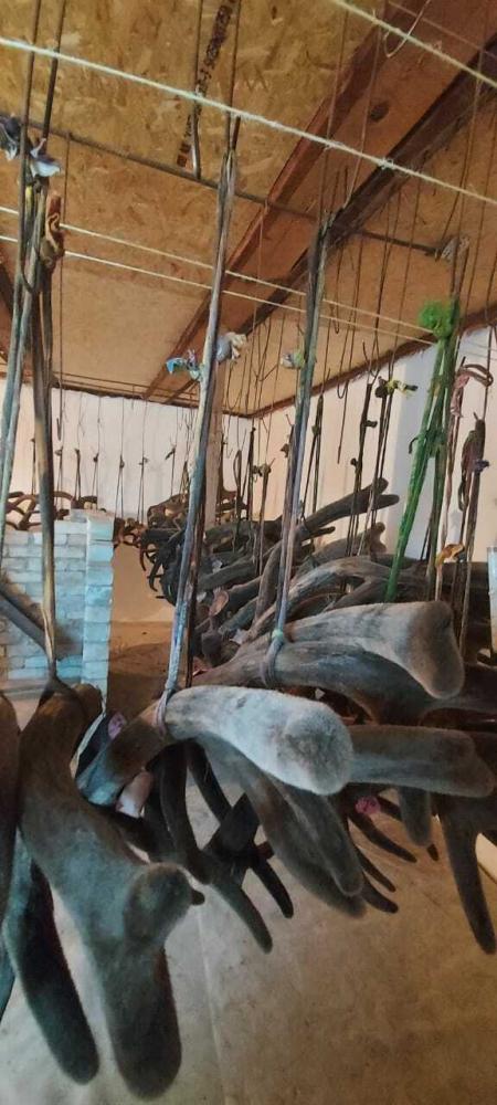 сушка панта 