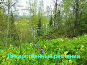 Село Дмитриевка Алтай отдых