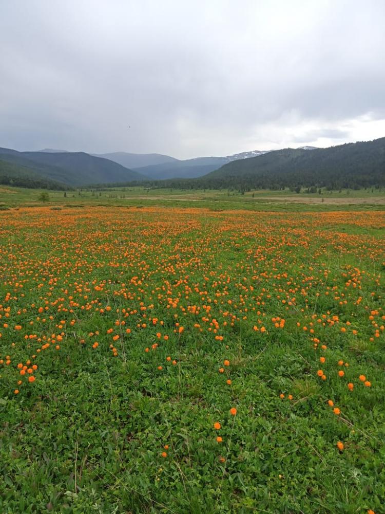 Алтай горная тайга Балкаш Улаганский район