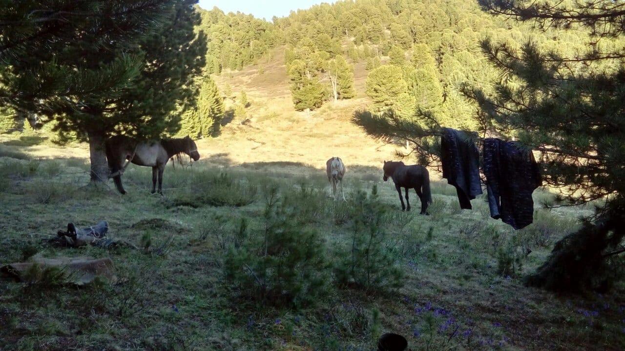 Алтай тур 2023 из Горно-Алтайска в долину Чулышмана  