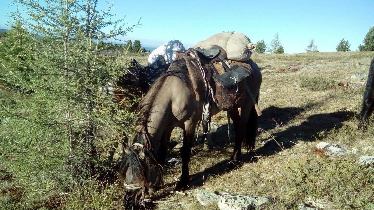 Чулышман тур "Старыми тропами туристов"