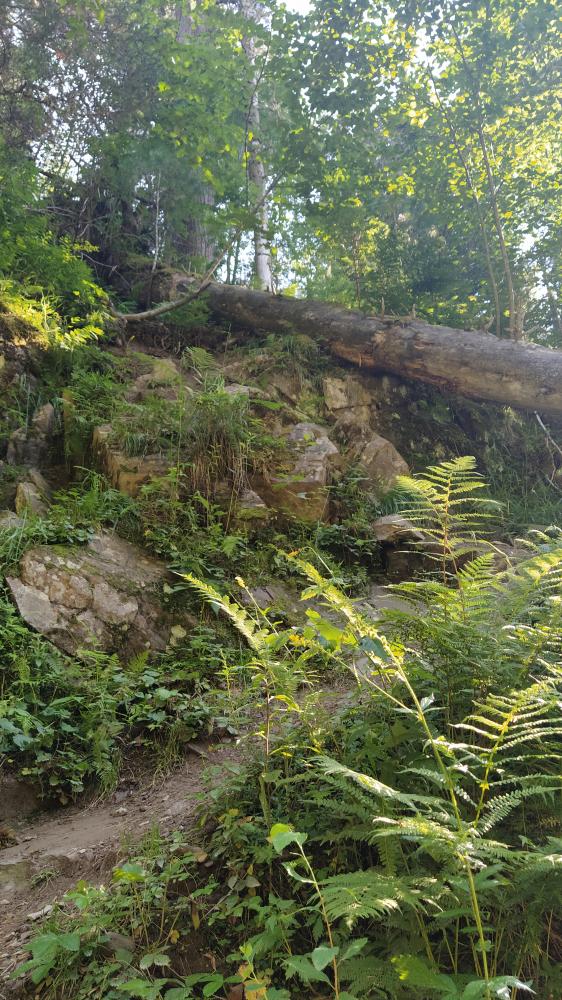 Эко-тропа "Третья речка". Телецкое озеро.