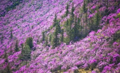 Цветение маральника на Алтае тур 2023