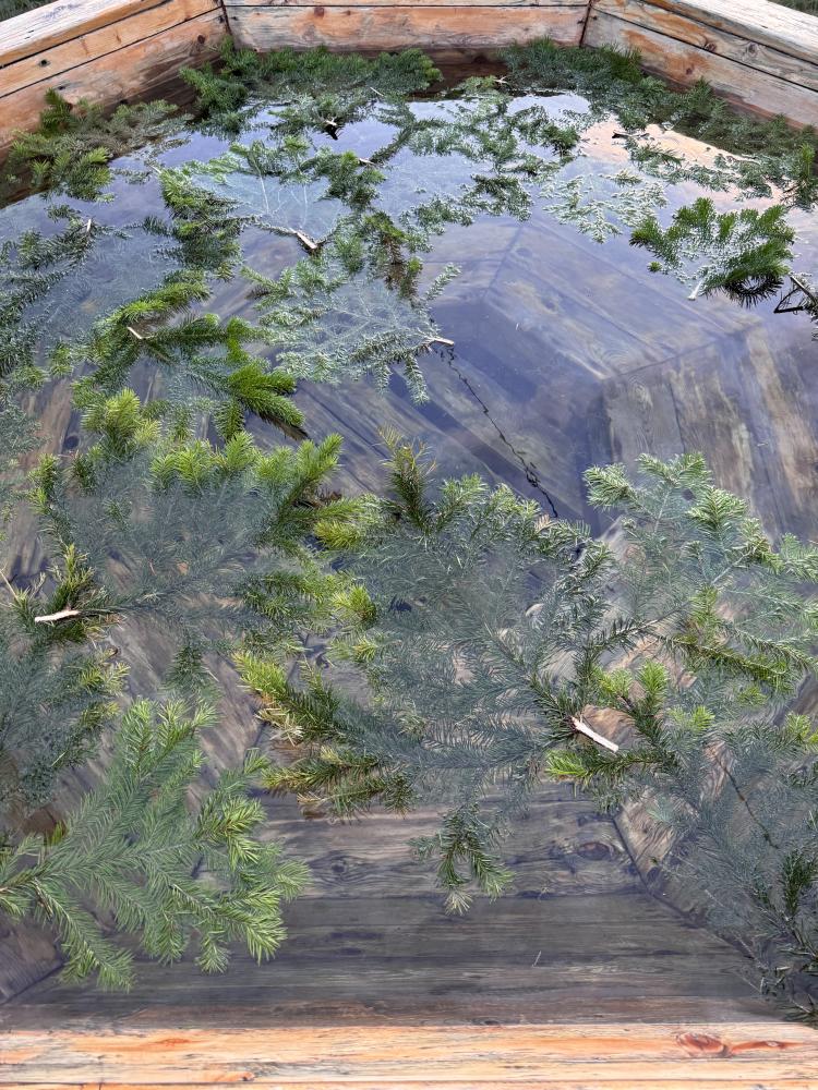 Чан с ветками пихты 