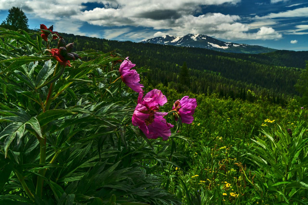 Красная гора