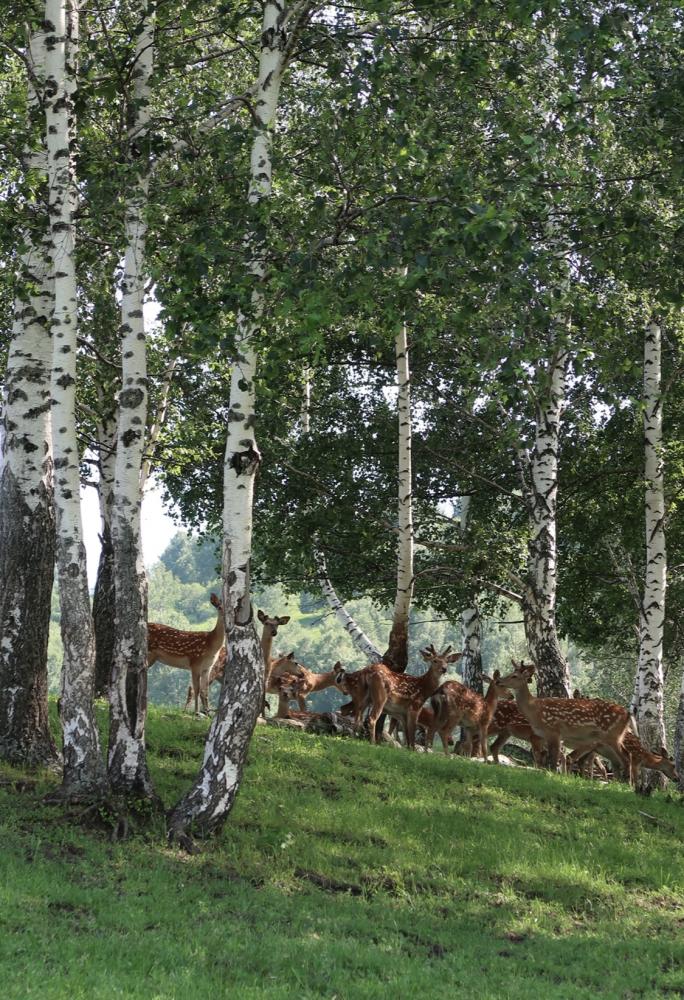 База отдыха «Благородный Марал»