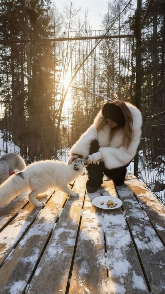 Ручные лисы