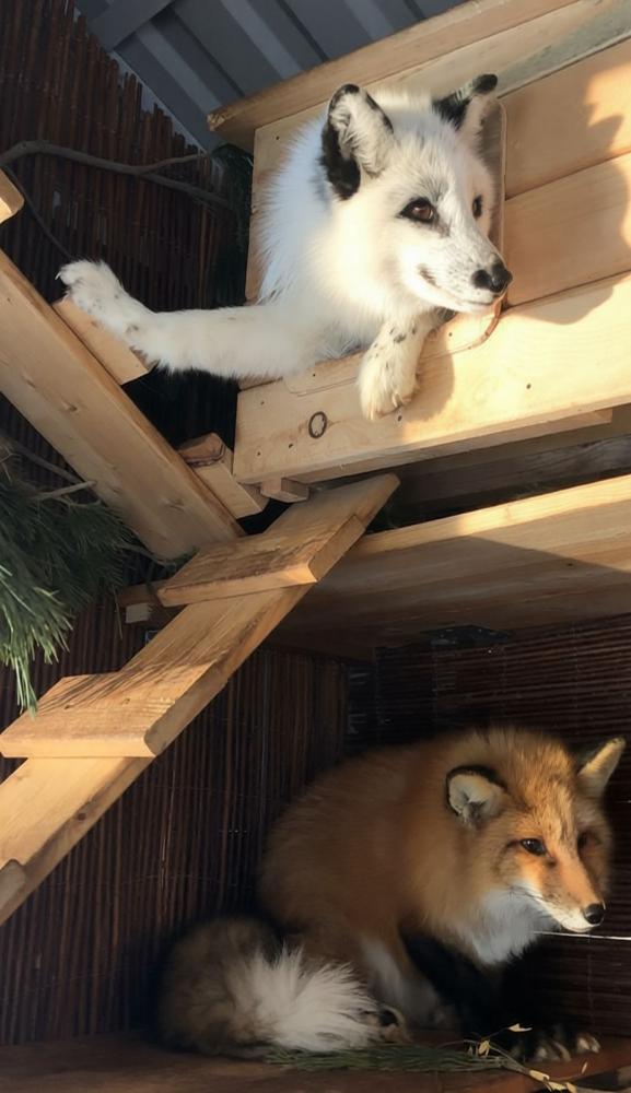 Ручные лисы