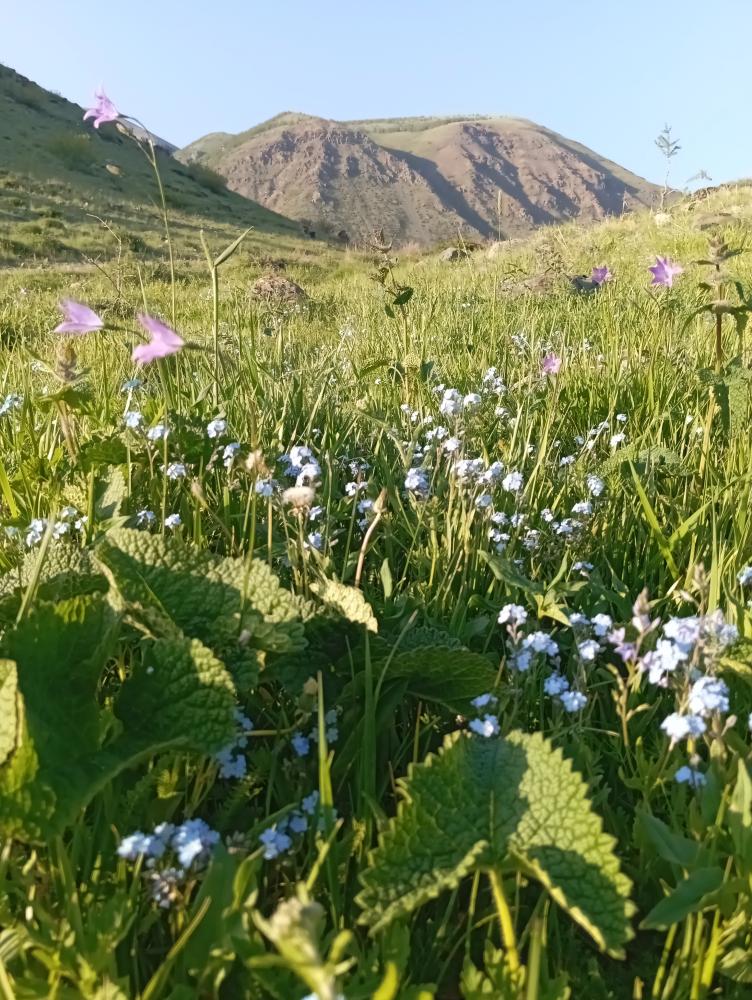 Вид на горы Курая из домика