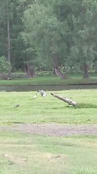 Серые журавли танцуют на берегу реки Урсул