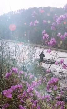 Цветение маральника в Чемале