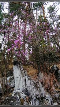 Цветение маральника Алтай