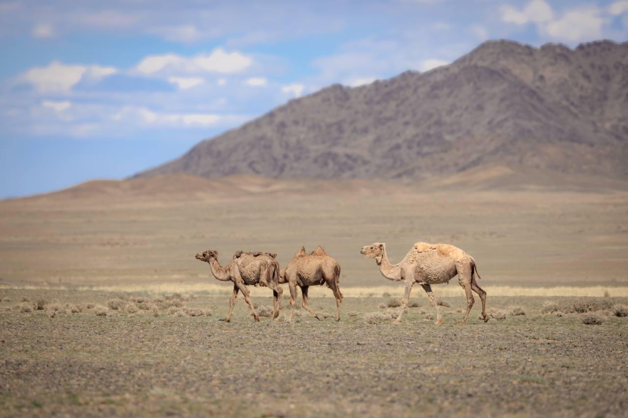 Туры в Монголию из Горно-Алтайска и Барнаула 2025 