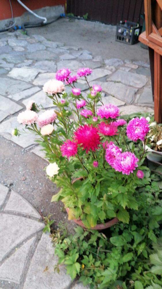 Гостевой дом "У Ирины у камина" в Чемале