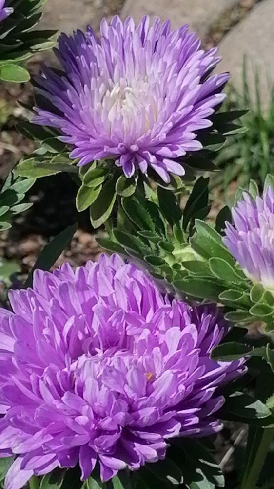 Территория усадьбы "У Ирины у камина" в Чемале