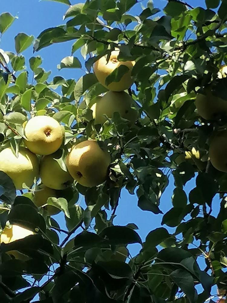 Яблоневый сад