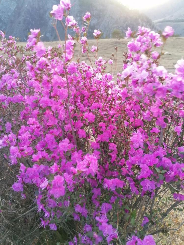 Цветение маральника на Алтае