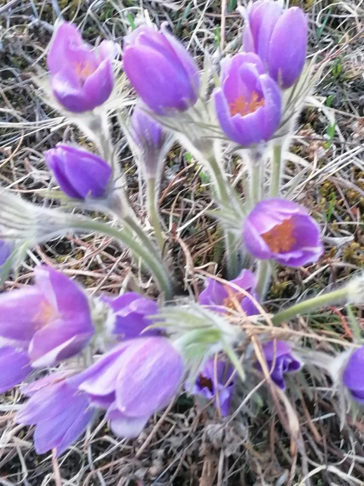 Подснежники в Горном Алтае