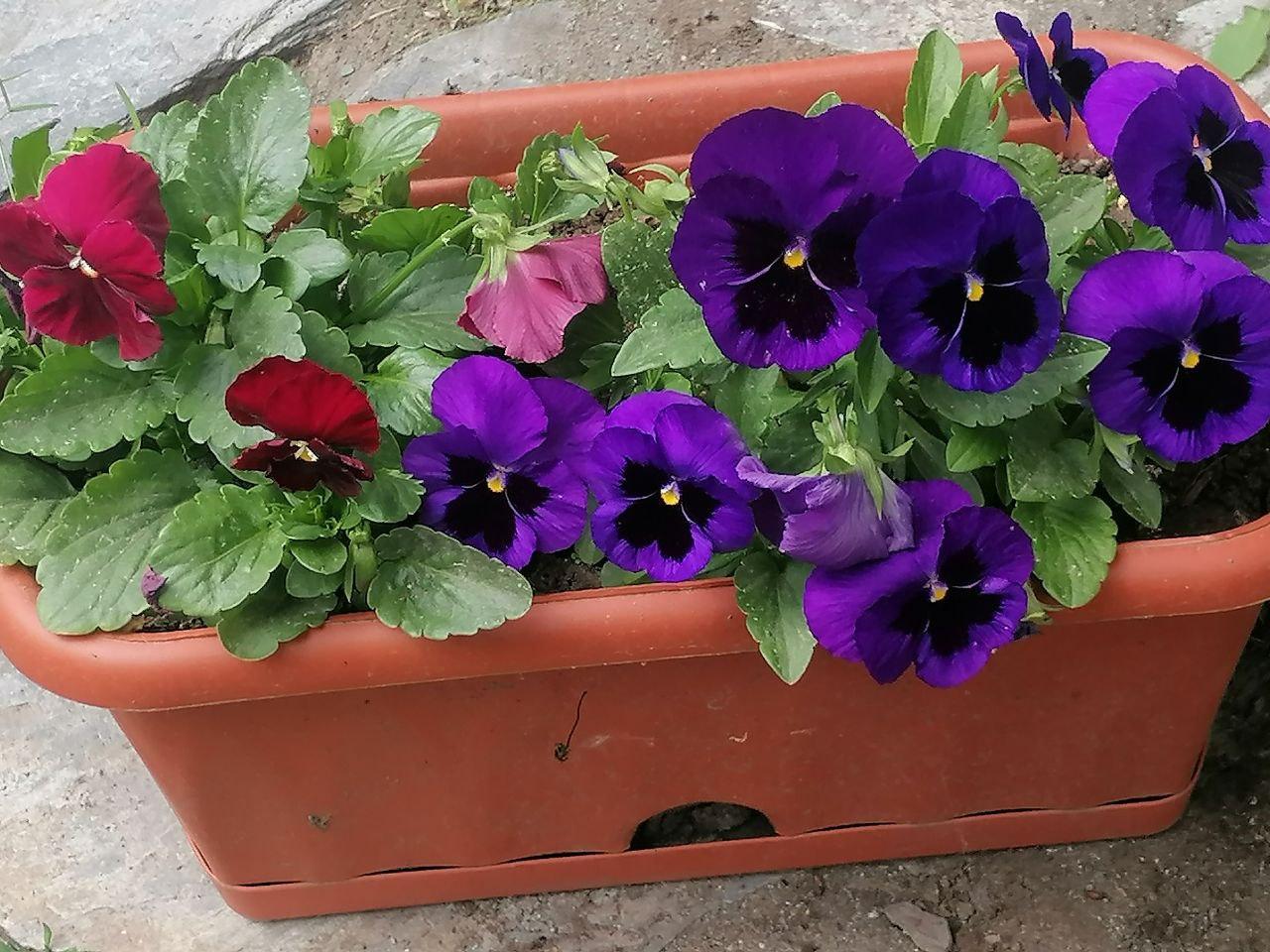 Цветы на территории