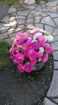 Цветы на усадьбе 