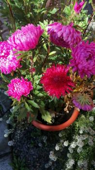 Цветы на усадьбе 