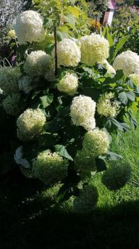 Цветы на усадьбе 