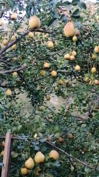 Груши на усадьбе 