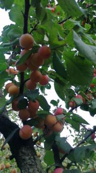 Абрикосы на усадьбе 