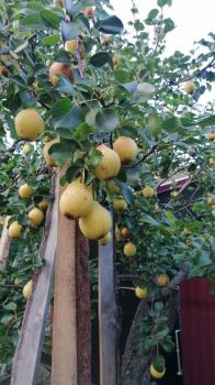 Груши на территории