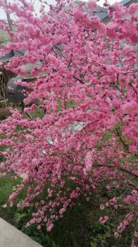 Территория усадьбы 