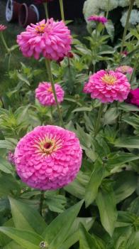 Территория усадьбы 